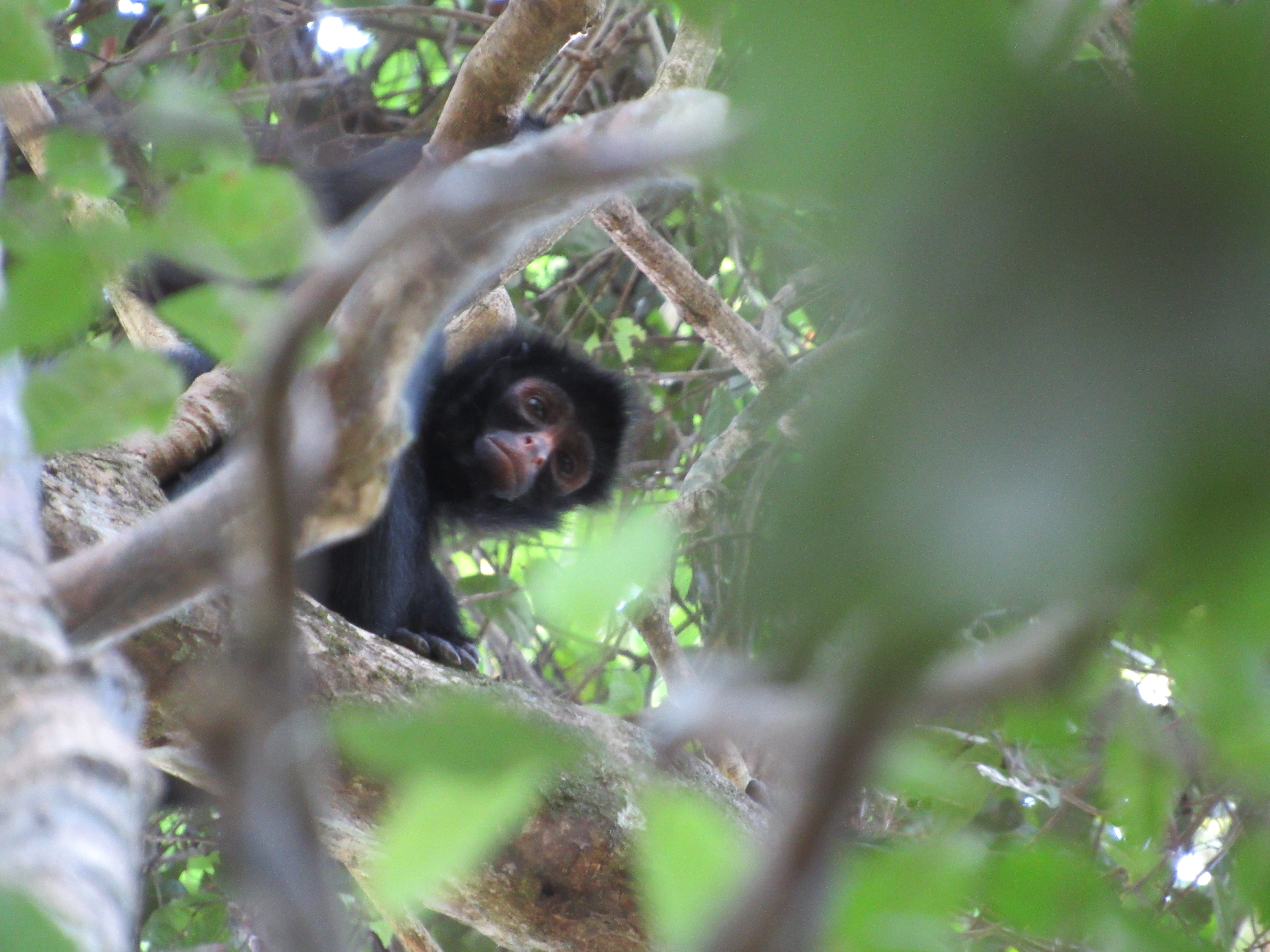 Black Spider Monkey (Ateles chamek)
