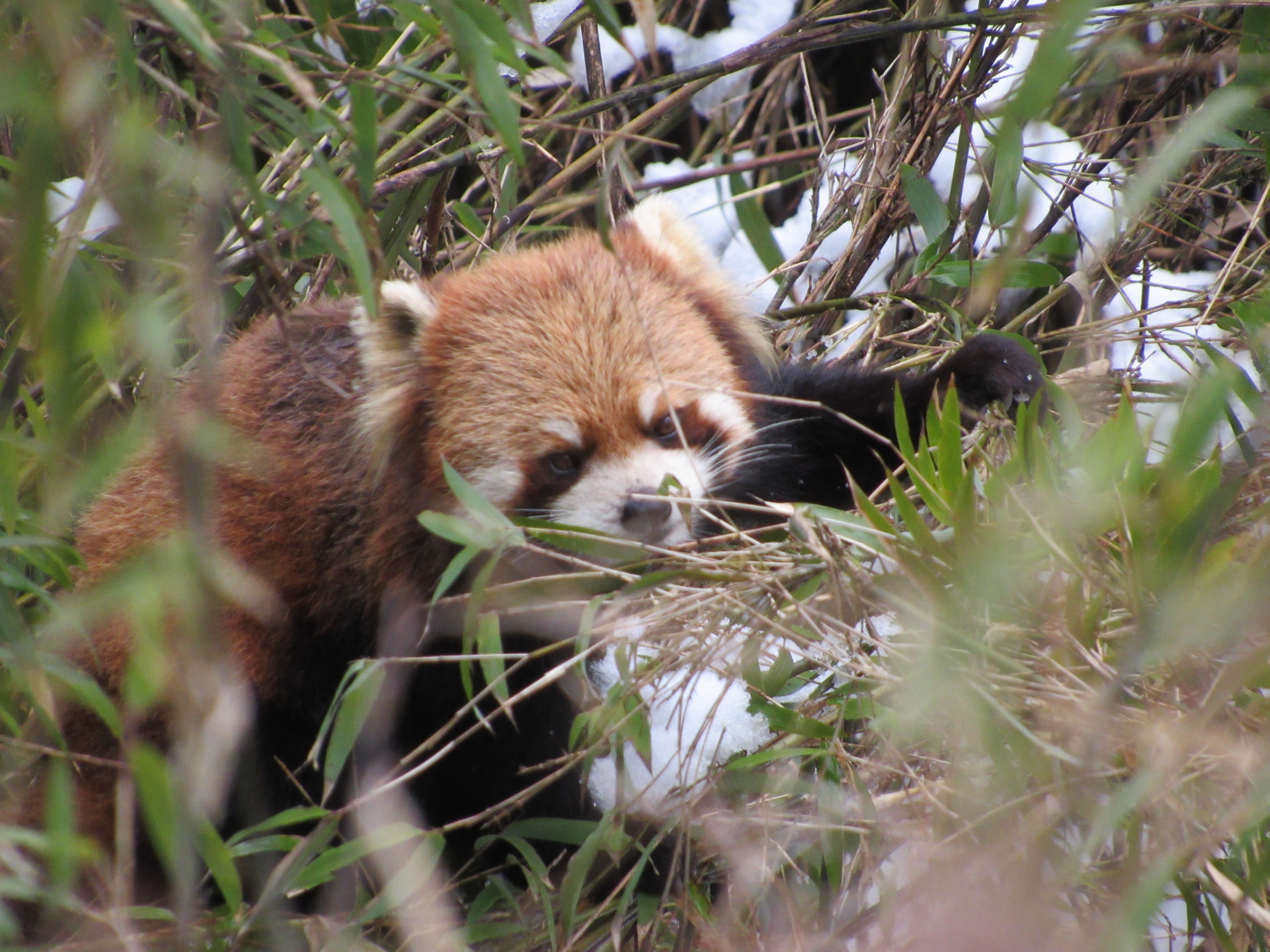Panda rojo
