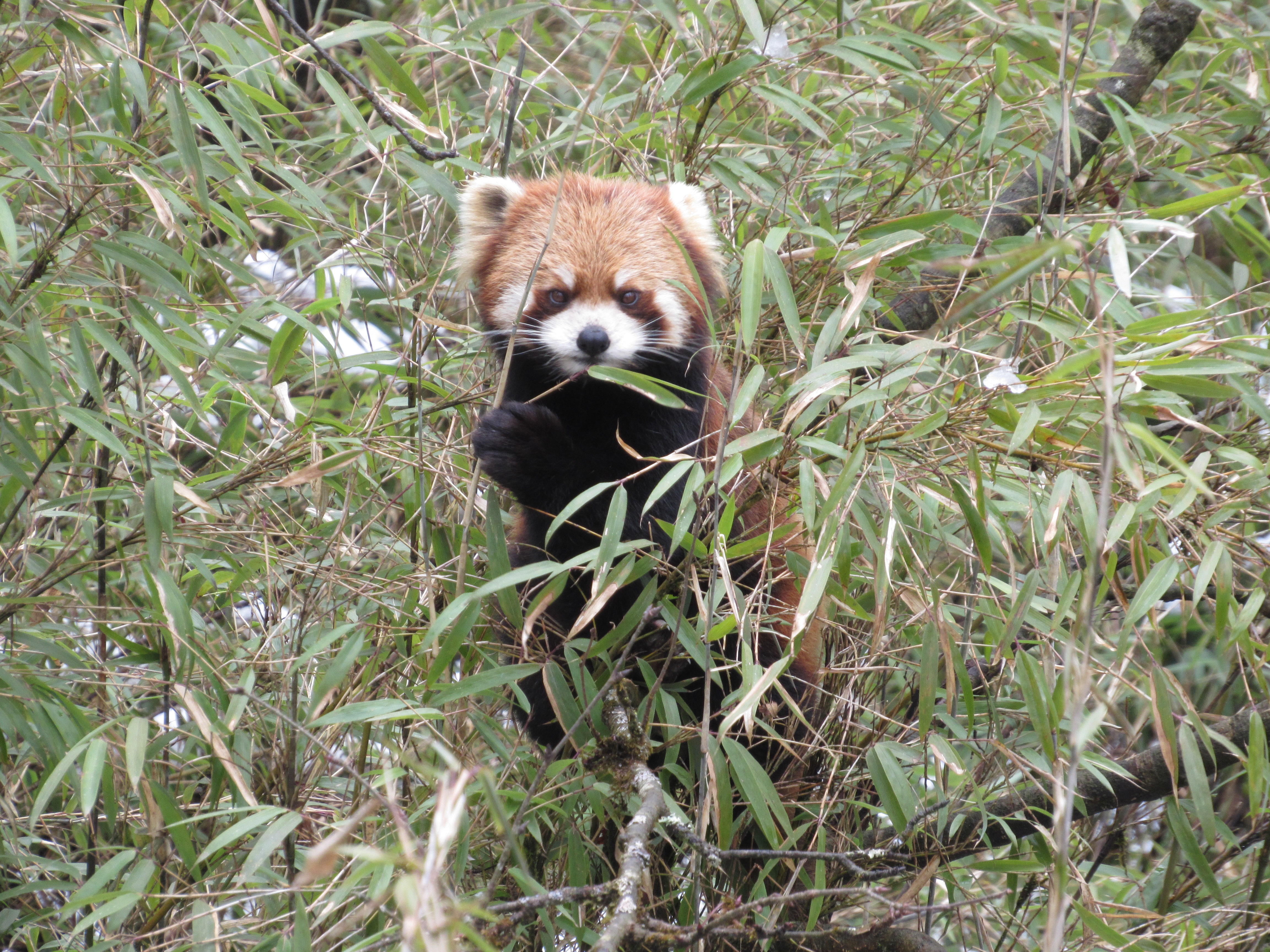 Panda rojo