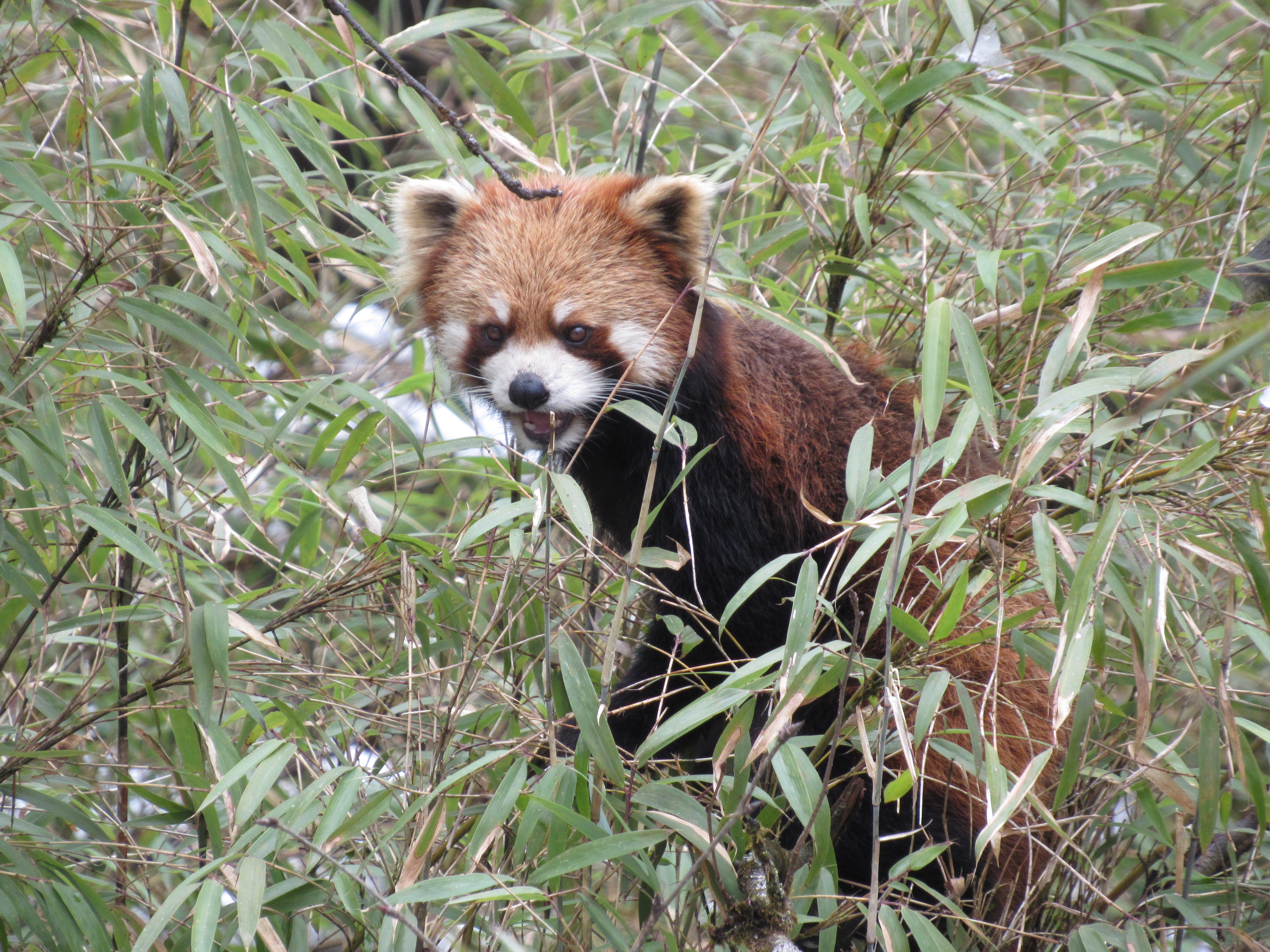 Panda rojo (Ailurus fulgens)