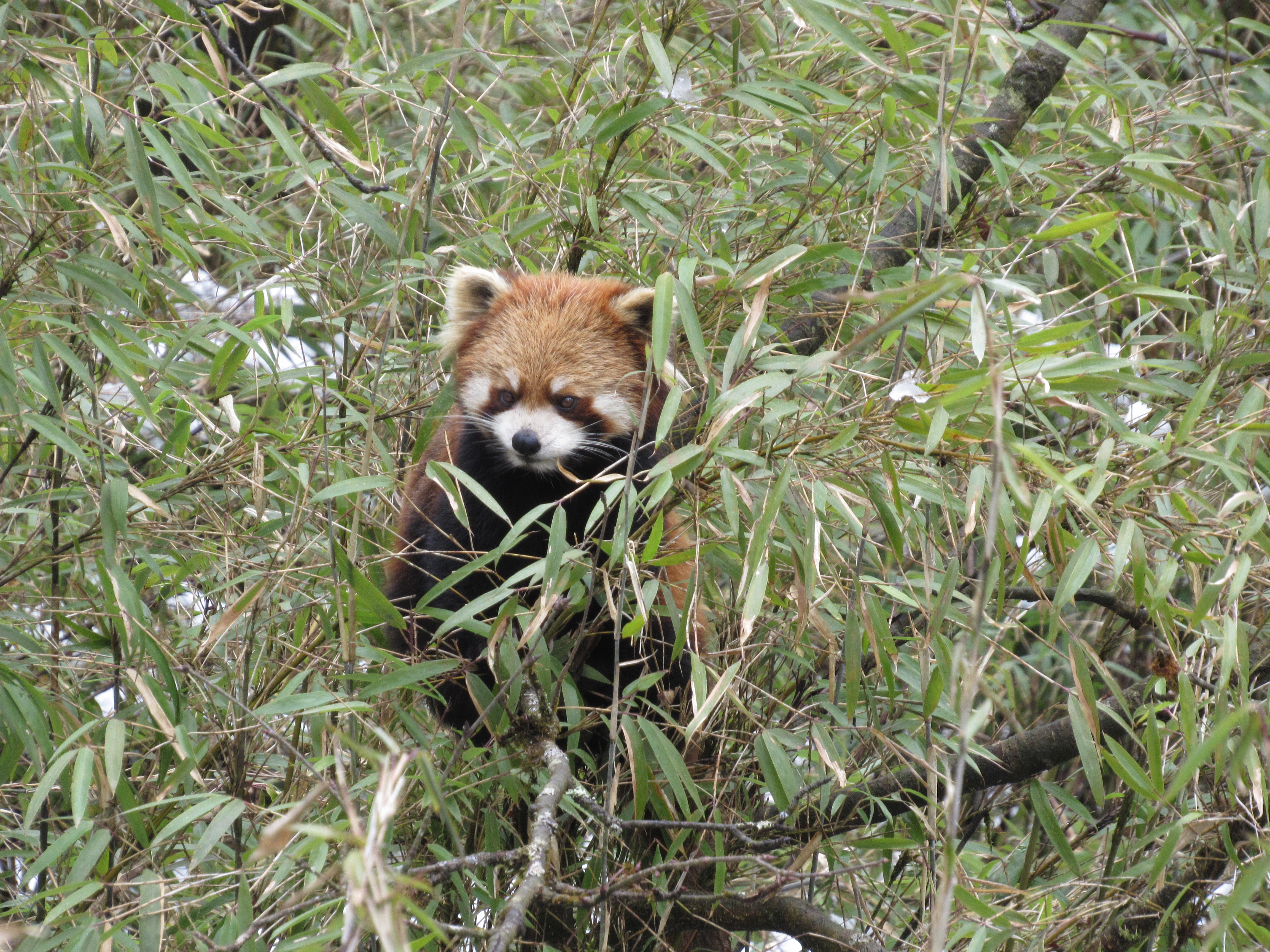 Panda rojo