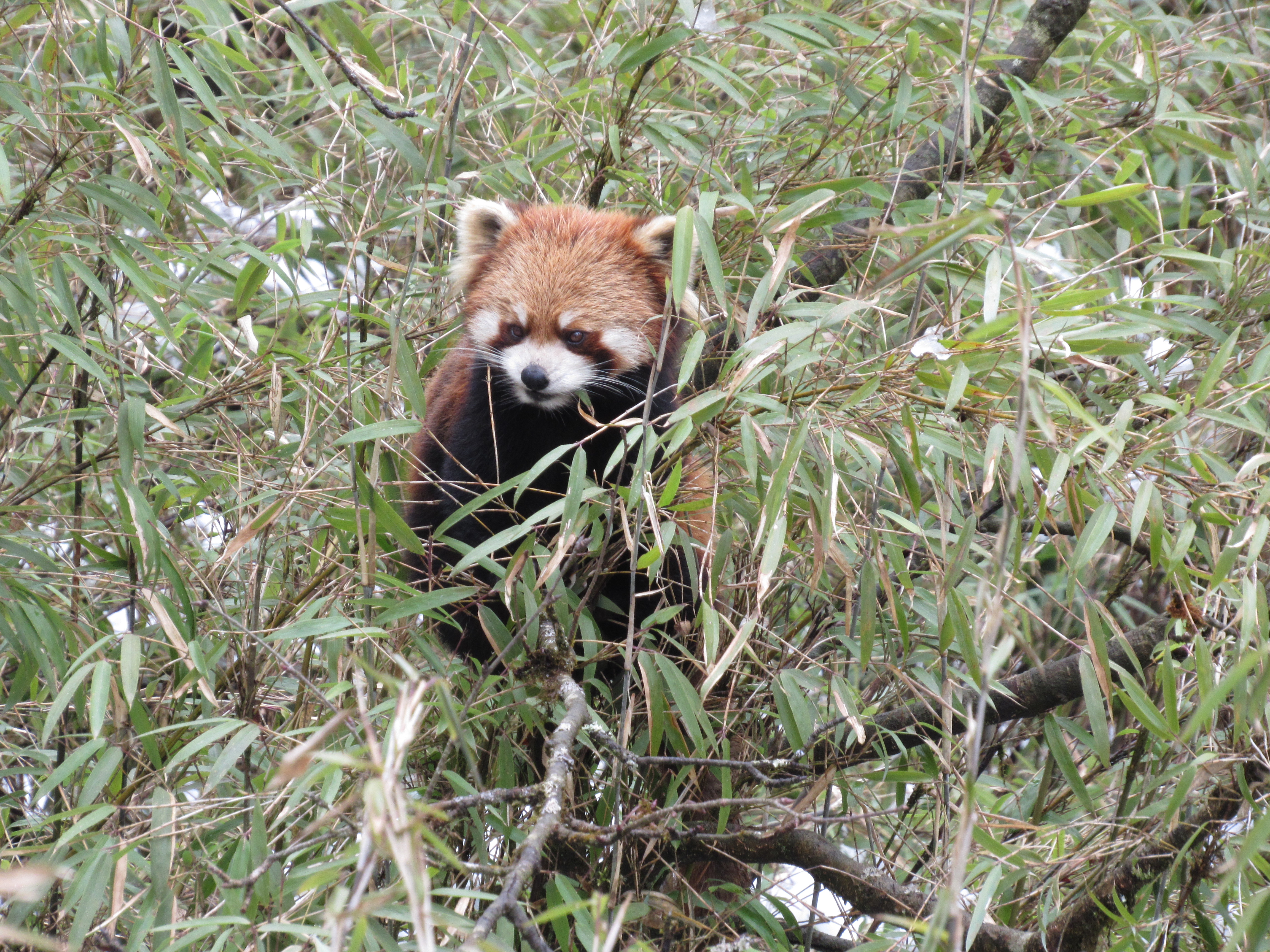 Panda rojo