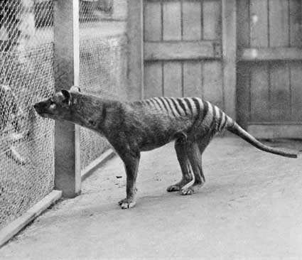 El último lobo marsupial, fotografiado en 1933 en el zoológico de Hobart