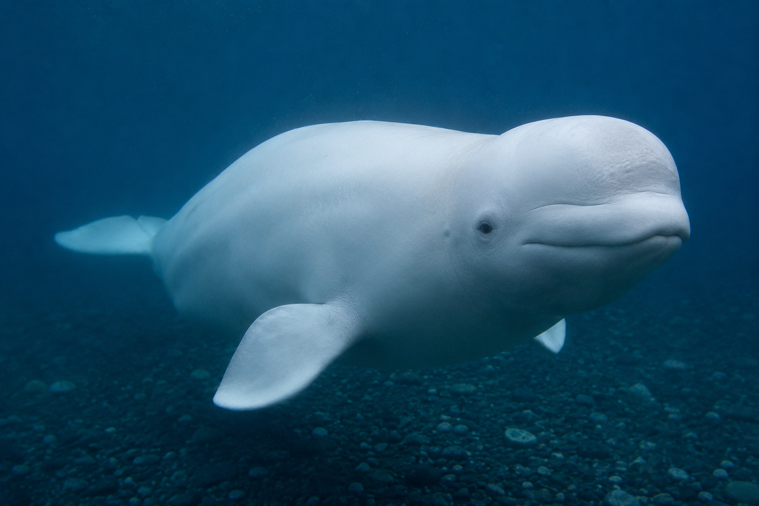 Beluga (Delphinapterus leucas)