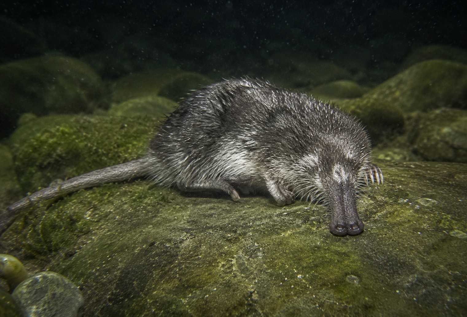 Desmán ibérico (Galemys pyrenaicus)