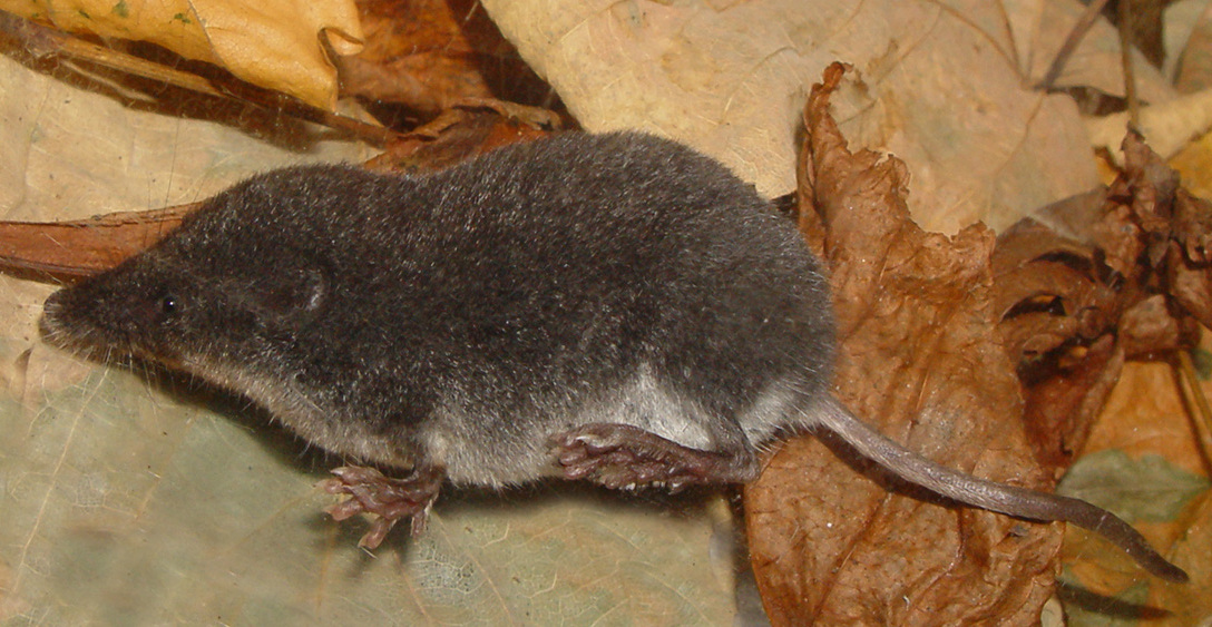 Mediterranean Water Shrew (Neomys milleri)