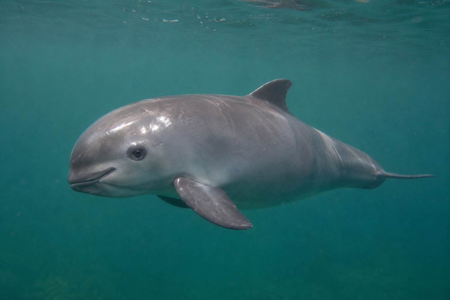 Vaquita (Phocoena sinus)