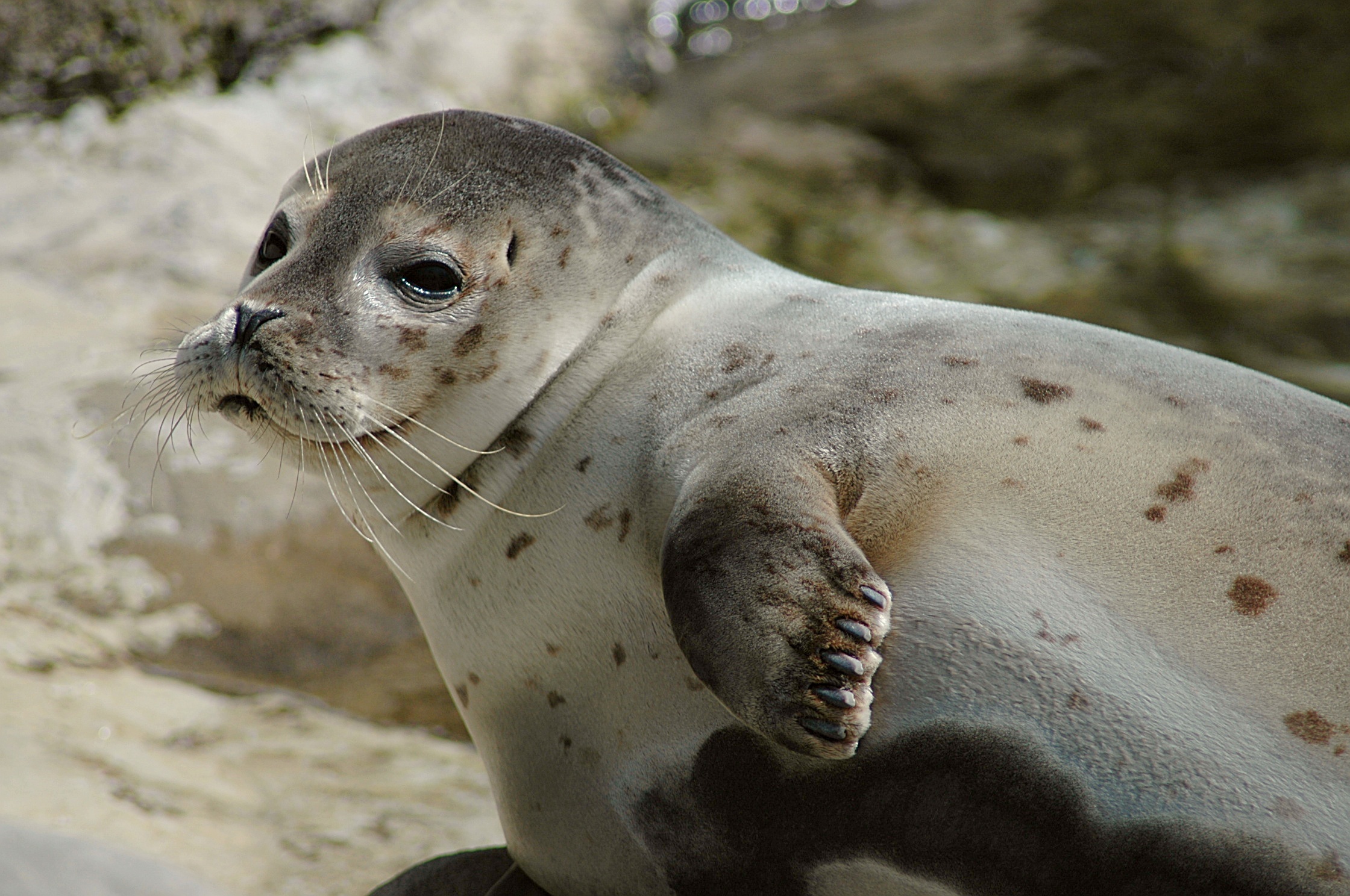 Foca común